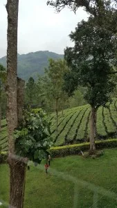 Munnar tea gardens